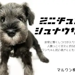 【 ミニチュア・シュナウザー 】抜群の人懐っこさで人々を魅了します！！