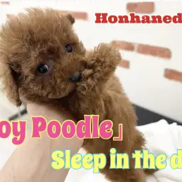 【 ホンハネライフ 】トイプードルちゃん！ドライ中に寝る！の巻！