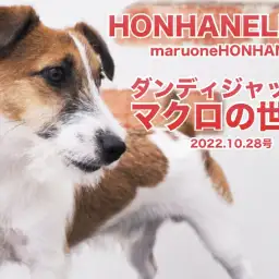 【 10/28ホンハネライフ 】ダンディージャックのマクロ&ピンポイントな世界