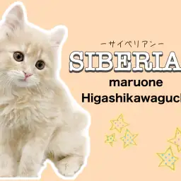 【 サイベリアン 】大人気のクリームカラー！生後2ヶ月の甘えん坊なサイベくん