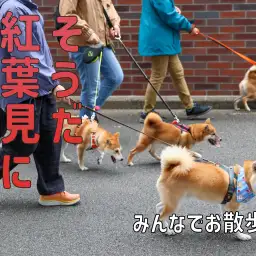 【 オフ会 】ワンコのオフ会しながらゴミ拾いできれいな街作り！