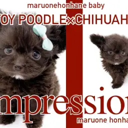 【 MIX・希少 】唯一無二感が半端ない!国士無双級のチョコレートチワプー登場!