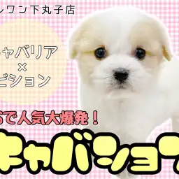 【 MIX 】日本中で大人気でSNSでもバズっているスター！キャバション登場！