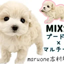 【 プーマルMIX 】ぬいぐるみライクな可愛さ！室内飼い最適なハイブリットわんこ