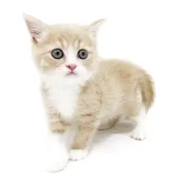 ブリティッシュショートヘア