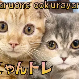 【 にゃんトレ 】大倉山店流猫ちゃんのトレーニング内容のご紹介!