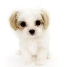 MIX（マルチーズ×キャバリアキングチャールズスパニエル）