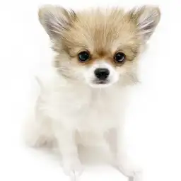 MIX（ポメラニアン×チワワ）