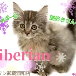 【 サイベリアン 】猫アレルギーさん必見!もふもふな人懐っこい女の子