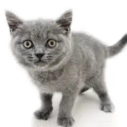 ブリティッシュショートヘア