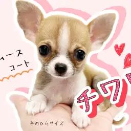 【 チワワ 】手のひらサイズのスムースチワワ!これでもかと思う程魅力が盛り沢山