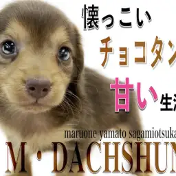 【 ミニチュアダックスフント 】大人気のチョコタン!小さめサイズの元気っ子!