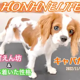 【 ホンハネライフ 】本羽田店のムードメーカー!キャバリアちゃん