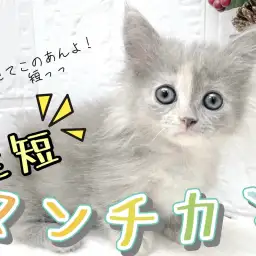 【 マンチカン 】短足長毛マンチカン!ブルー系の神秘的な毛色にご注目!