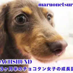 【 ミニチュアダックス 】生後3ヶ月半のチョコタン女子の成長記