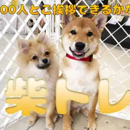 【 柴トレ 】100人とご挨拶チャレンジ！！フレンドリー柴犬になろう！！