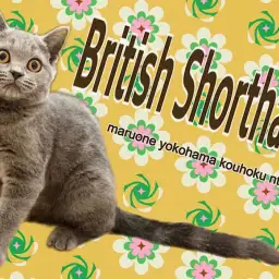 【 ブリティッシュショートヘア 】3ヶ月になったまん丸ブリちゃん
