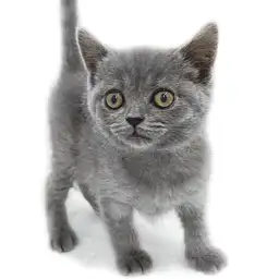 ブリティッシュショートヘア