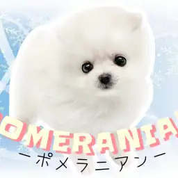 【 ポメラニアン 】手のひらサイズの小さめアザラシ系ポメラニアンちゃん登場!