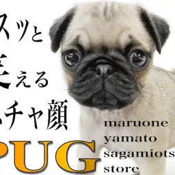 【 パグ 】鼻ぺちゃ代表!笑顔と癒しを届けるコミカルな動きに注目!