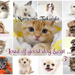 【 子犬&子猫をお迎えしたら 】コレでおりこうさんへの道が開けます~お留守番編~