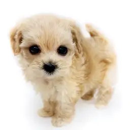 MIX（マルチーズ×トイプードル）