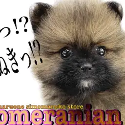 【 ポメラニアン 】ドワーフ体型のタヌキポメ！圧倒的な毛量と短いマズルに注目！