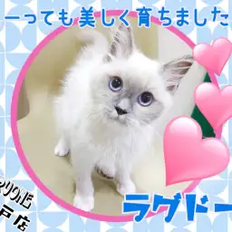 【 ラグドール 】スタッフSの推しにゃんこ！とーっても美しく育ちました！