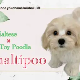 【 マルプー 】港北NT店のふわもこプリンス