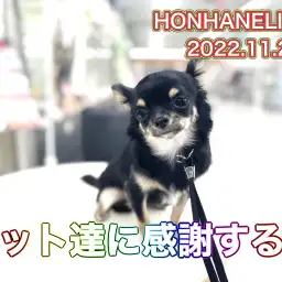 【 わんにゃんの日】今日は何の日!11月22日はペット達に感謝する日!!