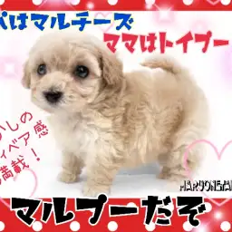 【 MIX 】MIX犬人気No.1!初心者さんでも飼いやすいむくむくマルプー!