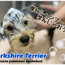 【 ヨークシャーテリア 】ヨーキー君とシャンプーの4つのポイント学んじゃおう！