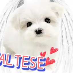 【 マルチーズ 】小柄なドワーフ体型の女の子！小っちゃくたって人一倍遊び上手！