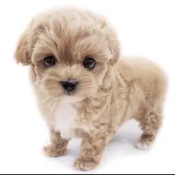 MIX（マルチーズ×トイプードル）