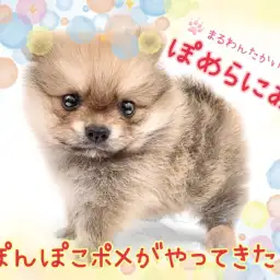 【 ポメラニアン 】究極のタヌキ顔！ぽんぽこポメがやって来た！
