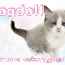 【 ラグドール 】美しい毛並みの女の子！ご挨拶でフレーメン反応！