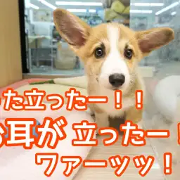 【 コーギー 】コーギーちゃんのお耳が立った！！ワァーッッ！
