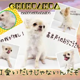 【 チワワ 】我が推しの成長が著しいんです！可愛いだけじゃないんだぞ！