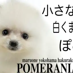 【 ポメラニアン 】生後60日で体重500g台の小さめサイズ!大人気の白ポメ!