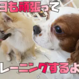 【 トレーニング 】大倉山流！学習しながら育てる環境を大切に！