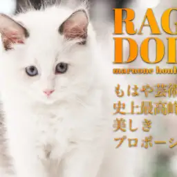 【 ラグドール 】チャンピオン家系は伊達じゃない！究極プロポーションラグドール
