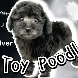【 トイプードル 】お待たせしました！希少な都会的カラーシルバープードル登場！