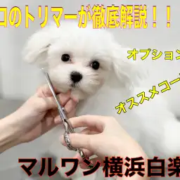 【 白楽トリミング 】トリミングコース徹底解説！あなたのおすすめコースをご紹介！