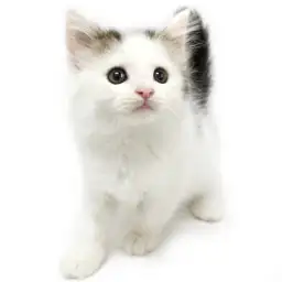 ノルウェージャンフォレストキャット