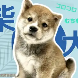 【 柴犬 】むちむちボディとたぬきフェイスのまったりな赤柴くん登場！