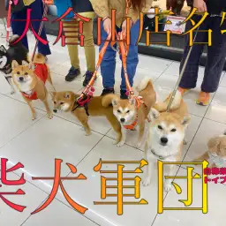 【 大倉山名物 】イメージが変わる？！フレンドリーな柴犬達がたくさん！