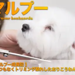 【 マルプー成長記 】とてつもなくトリミング馴れしたおりこうわんこ!