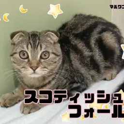 【 スコティッシュフォールド 】スタッフM激押し！のんびりマイペースくんです！