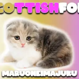 【 スコティッシュフォールド 】希少！ダイリュートキャリコの垂れ耳・丸顔な女の子
