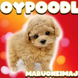 【 トイプードル 】テディベアカットが最も似合う爆毛アプリコットの男の子!